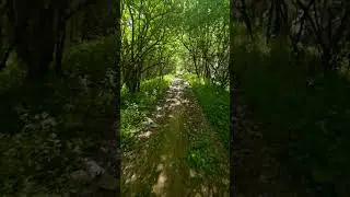 #greenday
