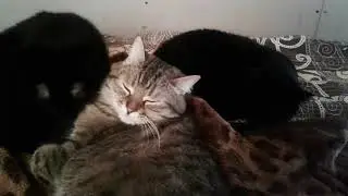 Коты ленятся