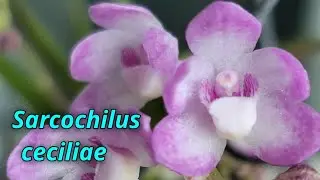 Sarcochilus ceciliae. Первое домашнее цветение.