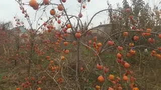 28.11.2021г. ФРИГСКАЯ ХУРМА. Хурма бомба честно говоря))