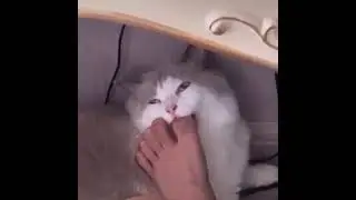 кот сосет палец на ноге