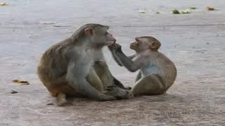 Monkey Mother Never forget his songs || BiBi monkey plays friendly with Mom & sons
