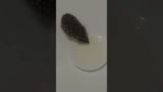 Маленький ежонок лакомится молочком