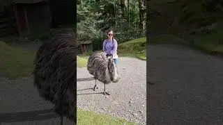 lovely#ostrich