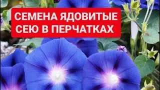 СЕМЕНА ЯДОВИТЫЕ. САЖАЕМ В ПЕРЧАТКАХ. Как вырастить стену из цветов
