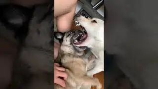 Pug vs Jindo Dog Boxing Match 