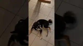 Shiba Scraching and licking!