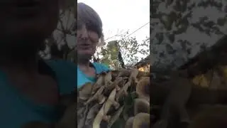Пицунда 20ноября грибы растут прямо в огороде