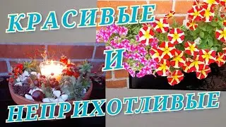 Цветник на балконе с бюджетным вложением и с применеием подручных материалов // Петунии и суккуленты