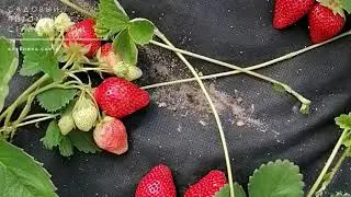 "СОРТ КЛУБНИКИ ГИГАНТСКИЙ ДЕЛИКАТЕС" - ЗАМЕЧАТЕЛЬНЫЙ ВКУС И РАЗМЕРЧИК
