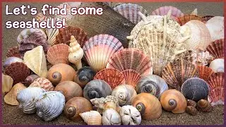 Finding Seashells on the Mud Flats | Heart Urchins & Scallops 