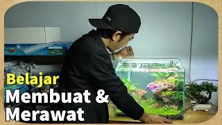 belajar membuat aquascape untuk pemula