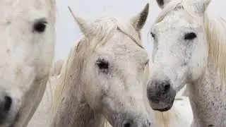 Now We Are Free ~ Hans Zimmer & Lisa Gerrard