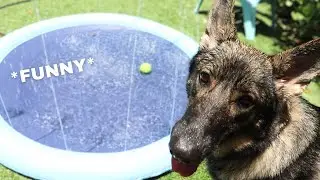 German Shepherd’s Reaction to a Splash Pad