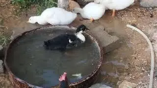 Şirinler