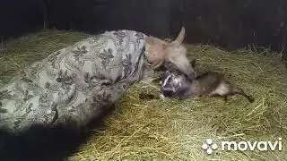 Тяжёлый окот козы.