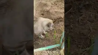 Котик животик #кисонька #котик #кошка #котики #кошки #кот #смешныеживотные #кошкавидео #кошкамоя