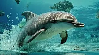 Meet the Most Fascinating Dolphin Species in the World.