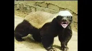 HONEY BADGER, A VERY DANGEROUS ANIMAL/ NYEGERE MNYAMA HATARI SANA, HEBU JIONEE