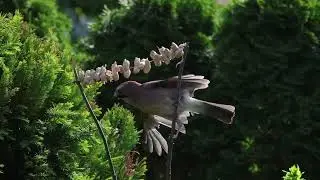 Garten 2023 - Eichelhäher in Slow Motion #1