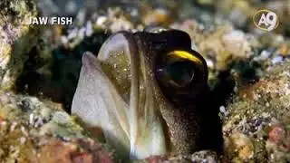 Jaw Fish
