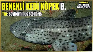 Büyük Kedi Balığı Hakkında Bilgi | Scyliorhinus stellaris | Akdeniz Balıkları