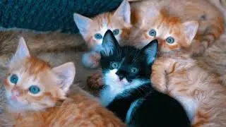 the cute baby cats