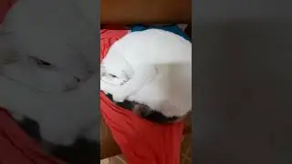 Кошка улеглась на одежду.