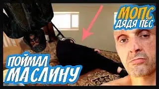 МОПС ДЯДЯ ПЕС ПОЙМАЛ МАСЛИНУ В ГОЛОВУ НА СТРИМЕ | В мопса стреляют на стриме шок | Андрюха выстрелил