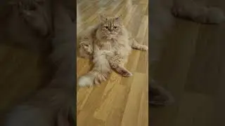 Riesen Katzenbaby 🤣