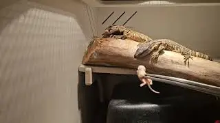 Black Throat Monitors All Eat!!