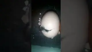 Как вылупляется цыплёнок