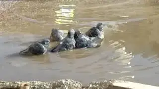 Pigeons 3