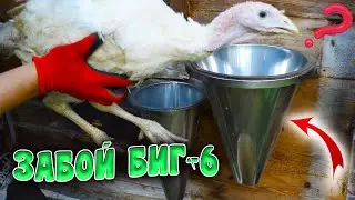 Tested CONE for Slaughtering Turkeys