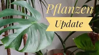 PFLANZENUPDATE | PFLANZENTOUR & wie drapiert man am Besten ein BOUQUET!? | PFLANZENMUDDI