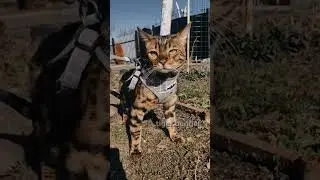 привет 