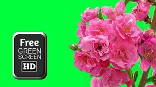 Pink flowers green screen video | Flower green screen | Free green screen HD