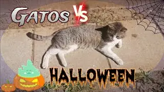 Gatos VS Halloween 🎃 mis gatos pasando Halloween