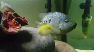 My New 75 Gallon Fish Tank | Introducing SunnyD And A Crab!