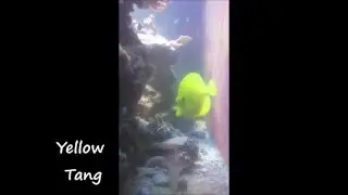 The fish in my 100g mixed reef tank.