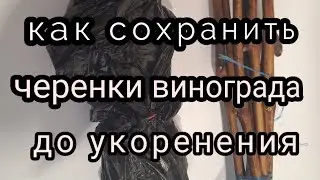 как сохранить свои черенки до весны