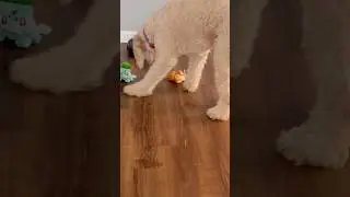 My DOG 🐩 chooses her Pokémon Starter!