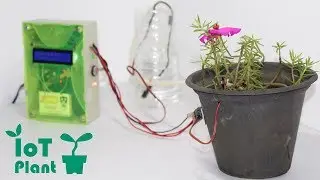IoT Plant - Grow your plants from anywhere around the world!