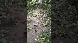 СОВУК УРГАН ЛИМОН КУЧАТИГА КАЙТА ИШЛОВ БЕРИШ