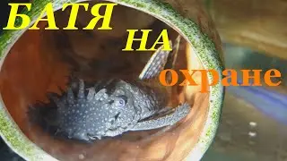 Анциструс в гнезде Разведение Личинка Мальки