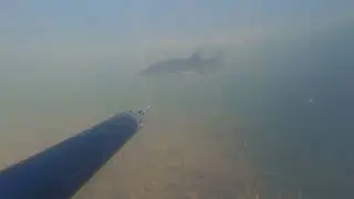 много мелкой рыбы