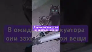 #вашабезопасность #сегодня #каксделать #каксэкономить #кот #м4 #трасса #каквыжить #азс #rangerover