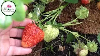 НУЖНО ЛИ УКРЫВАТЬ КЛУБНИКУ НА ЗИМУ