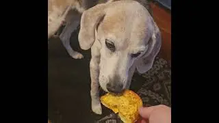 PUPPY CHOW TIME: EP. 1