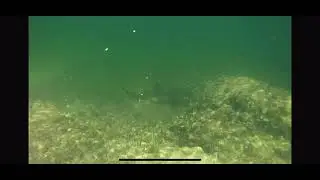 Two nurse sharks take a peek at me